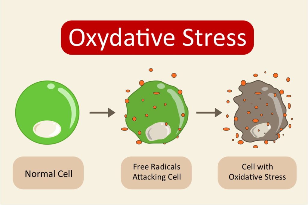 What is an ANTIOXIDANT Fruitomed CANADA Online store