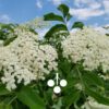 Elderflower Herbal tea - Image 4