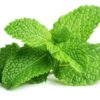 Tisane fleurs de sureau & menthe - Image 4