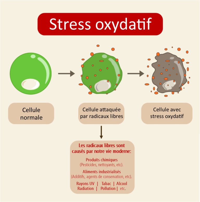 stressoxydatif Fruitomed — free download
